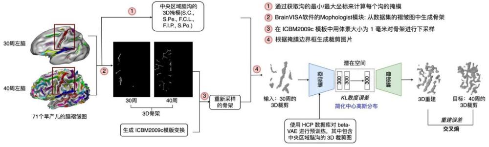 一种基于神经网络模型预测人脑早期皮层褶皱发展的方法和系统与流程