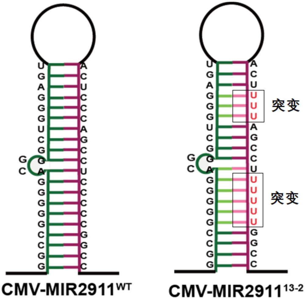 MIR2911在制备抗日本脑炎病毒JEV的药物中的应用