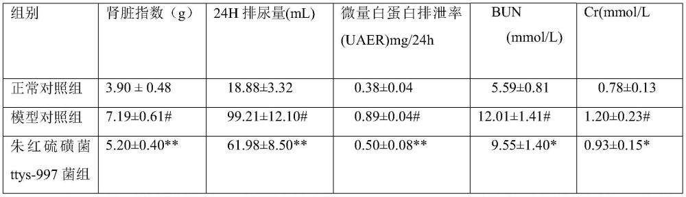 朱红硫磺菌ttys-997在制备治疗或辅助治疗糖尿病肾病的药物中的应用的制作方法