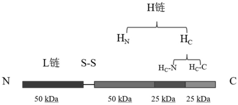 一种重组肉毒杆菌神经毒素表达菌株及其应用的制作方法