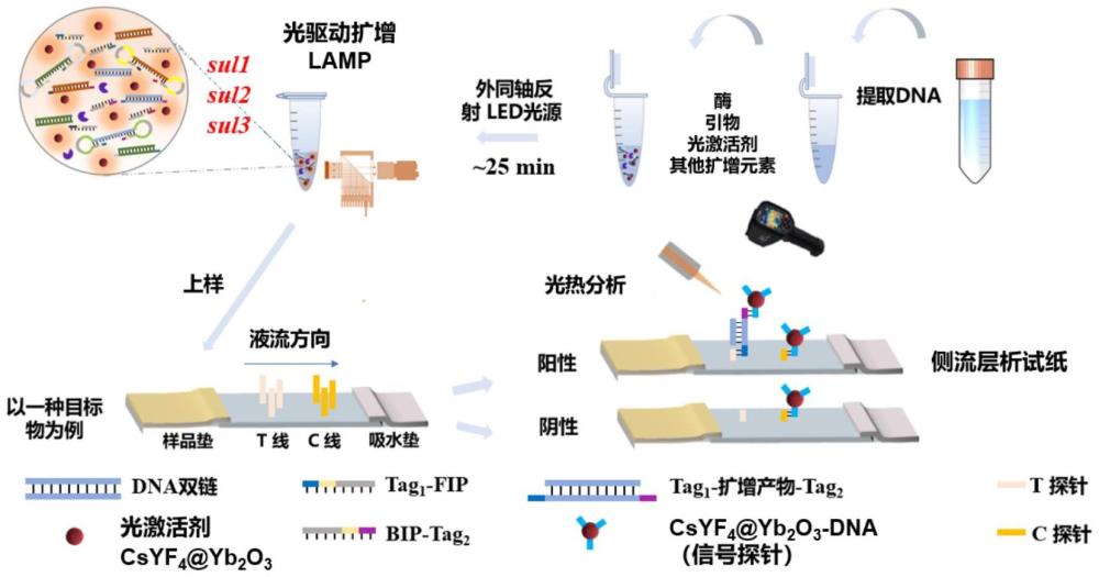 一种用于sul1、sul2、sul3的光驱动扩增-光热分析的方法及装置