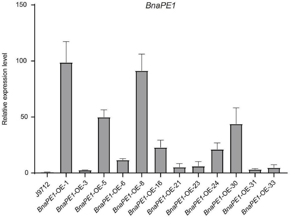 BnaPE1蛋白或其編碼基因在調控甘藍型油菜光合作用和/或葉形中的應用