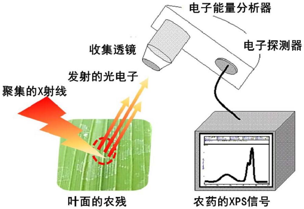 一种原位检测作物叶面农残的方法