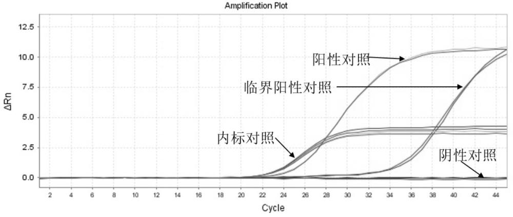 定量檢測人巨細(xì)胞病毒核酸的引物、探針、試劑盒及方法與流程