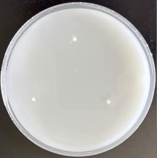 一種鐮刀菌的選擇性培養(yǎng)基及其在水產(chǎn)品檢測(cè)中的用途的制作方法