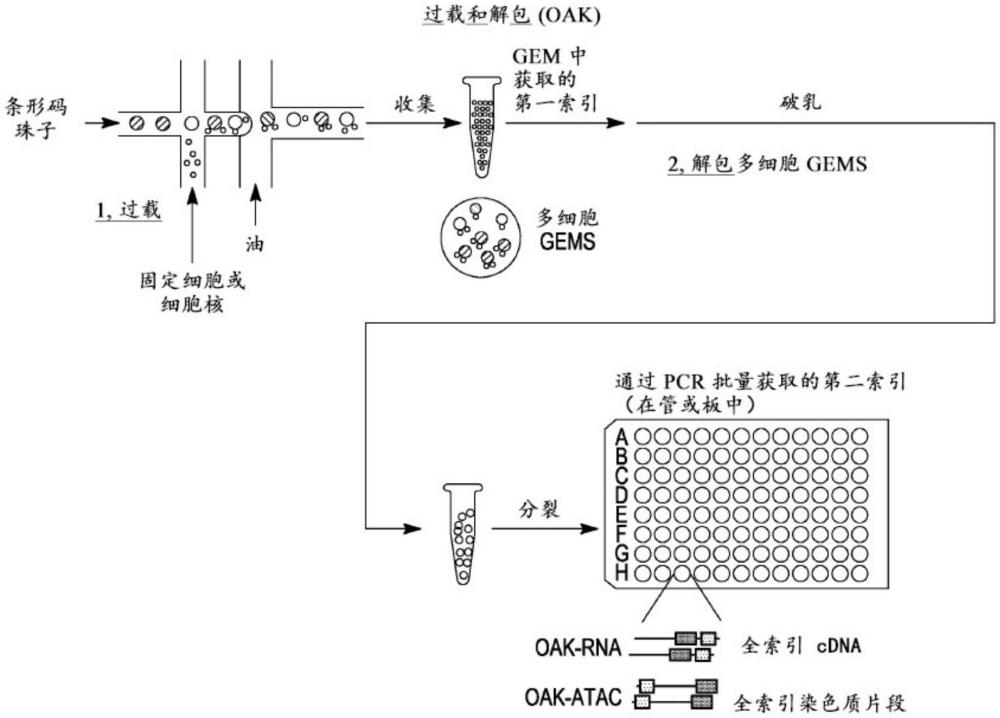 用于單細胞核酸測序的組合索引的制作方法