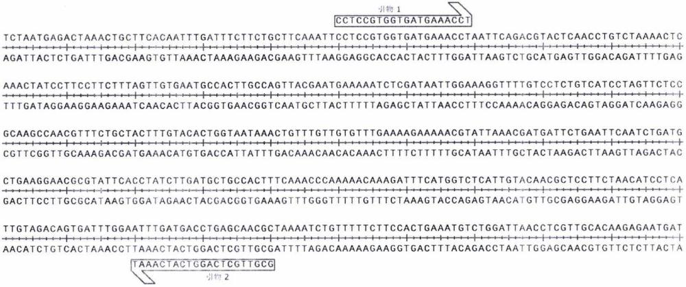 一種抑制水稻黑條矮縮病毒的dsRNA-S6及其制備方法和應用