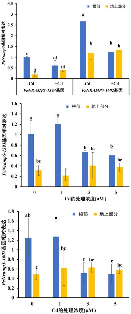 毛竹PeNRAMP5基因在降低水稻Cd積累增加Mn吸收的應(yīng)用