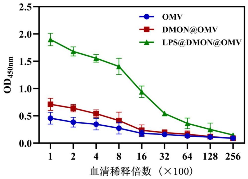 一種基于幽門(mén)螺桿菌外膜囊泡的納米疫苗及其制備方法與應(yīng)用