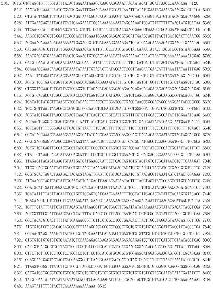 5-HTR1基因及其在提高三疣梭子蟹類焦慮行為中的應用