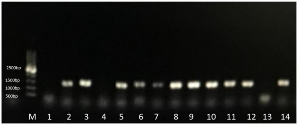 玉米Zm00001d016228基因或其編碼蛋白在調控籽粒性狀中的應用的制作方法