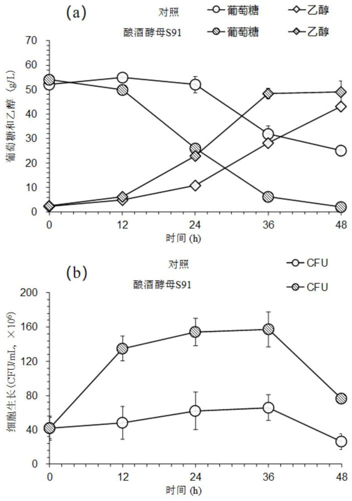 一株高耐受酚醛抑制物的釀酒酵母及其高抗逆的關鍵基因和應用