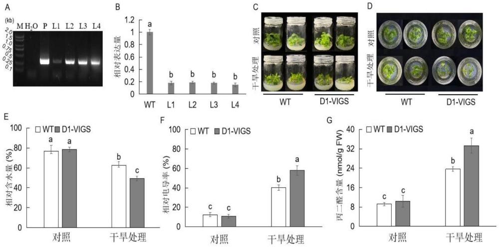 一種泛素轉(zhuǎn)運蛋白AcRAD23D1及其編碼基因和應(yīng)用