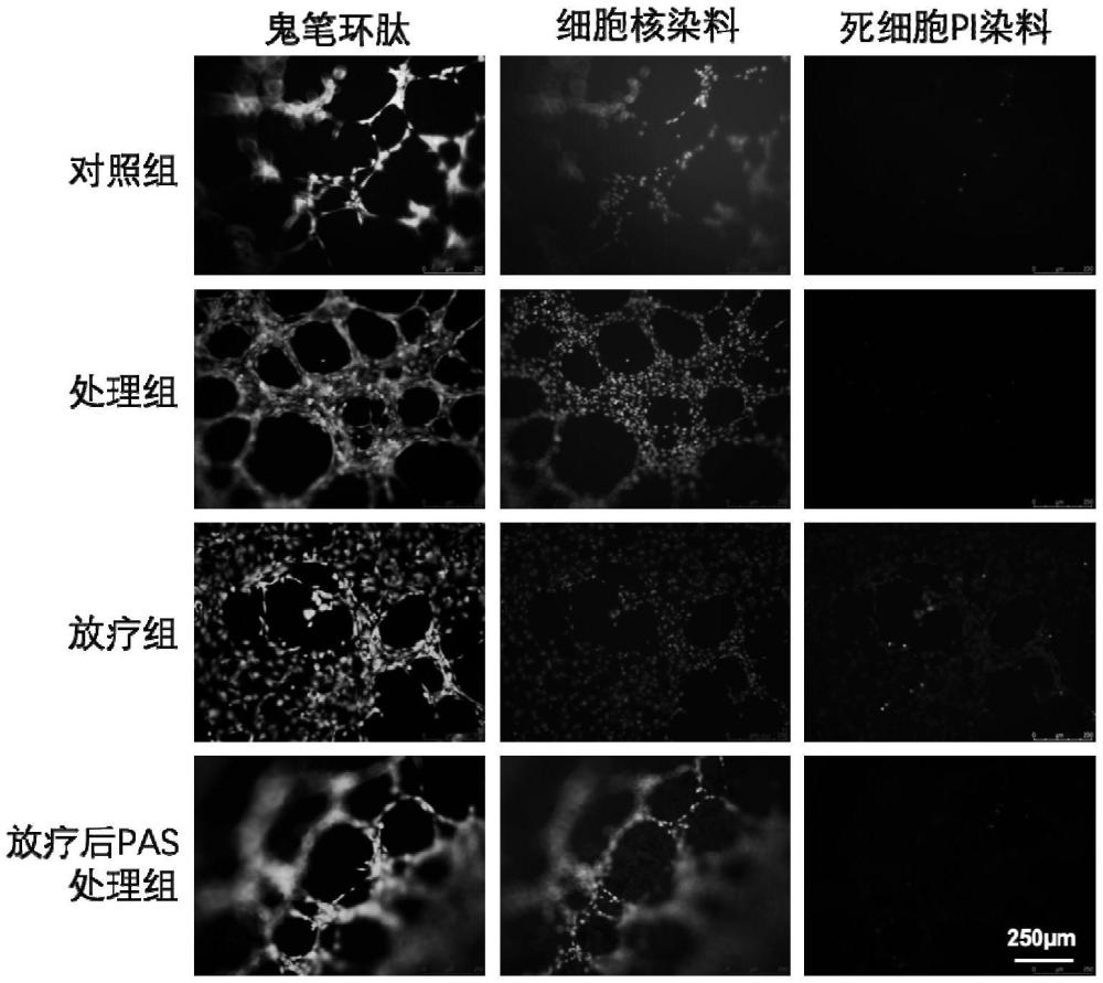 一種等離子體活化液及其制備方法與應用