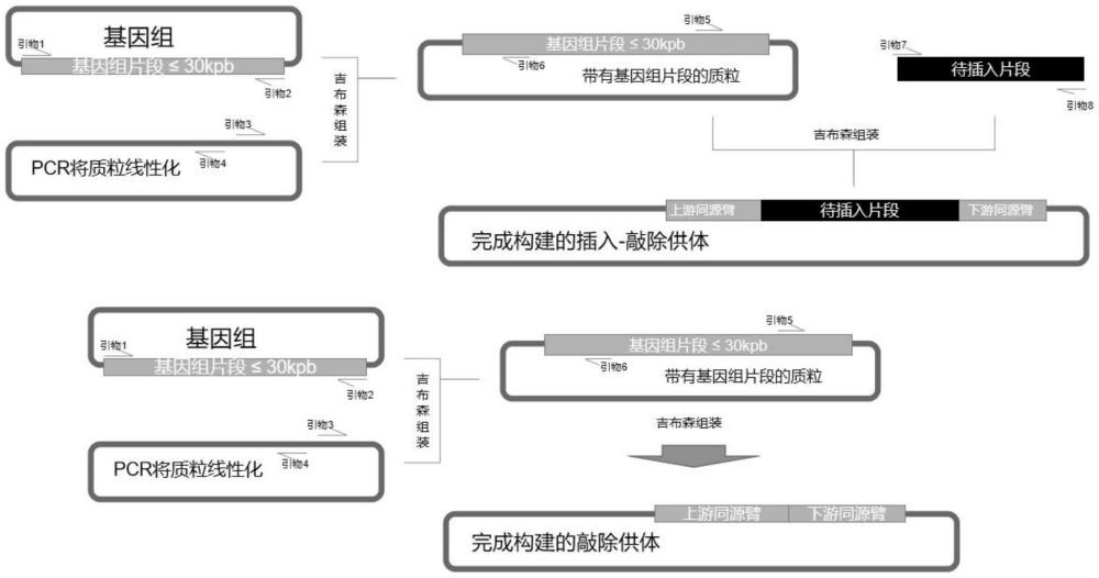 一種用于基因敲除和敲入的供體片段的構建方法與流程