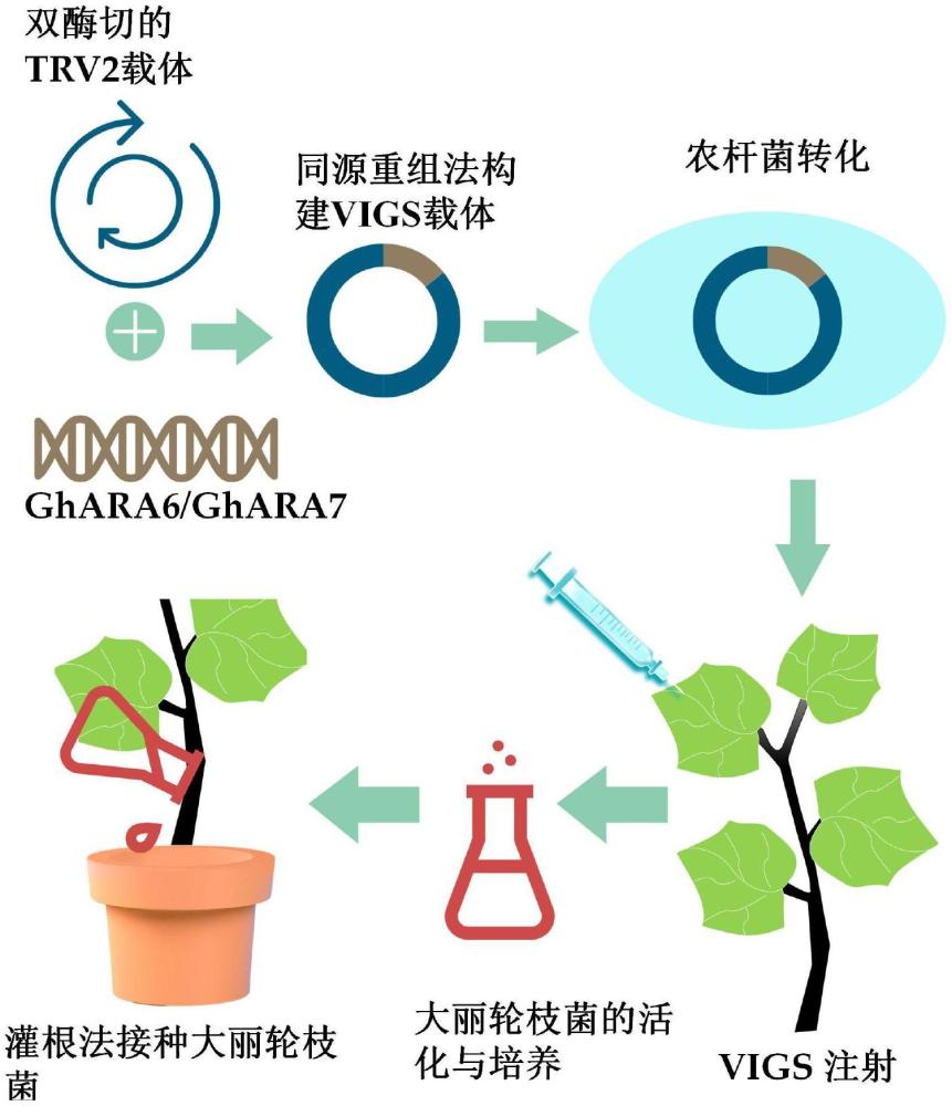 一種利用基因沉默技術調控植物黃萎病抗性的方法