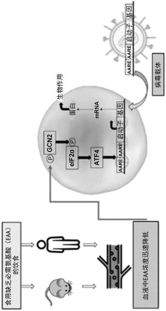 人類T或NK細胞中轉基因的受控表達用于細胞免疫療法的制作方法
