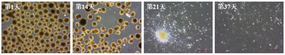 一種人源星形膠質細胞的誘導制備方法與流程