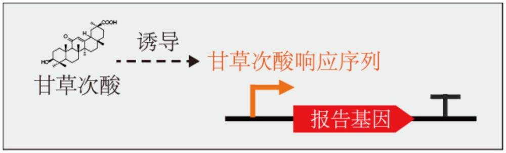 一種甘草次酸生物傳感器及其應用
