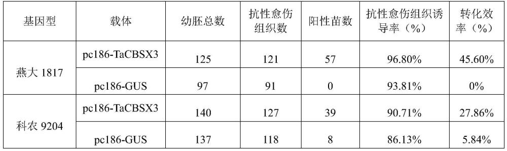 TaCBSX3基因及其編碼的蛋白在提高小麥轉化效率中的應用