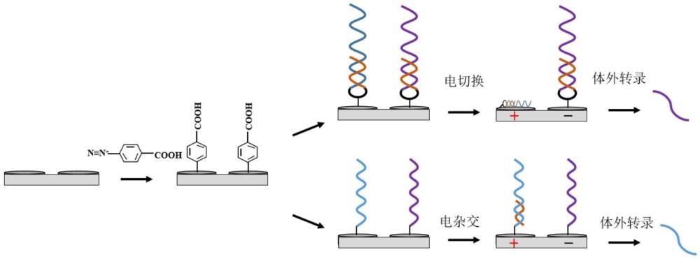 一種利用電壓尋址控制DNA微陣列合成RNA的方法