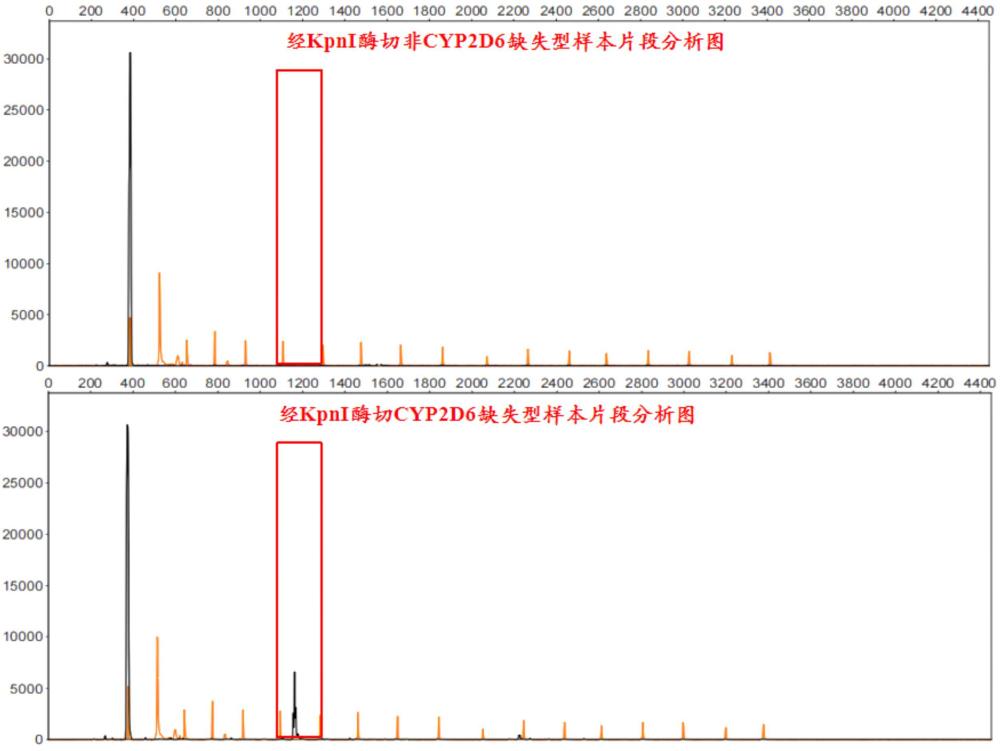 一種檢測CYP2D6缺失型別的引物對、試劑盒及其應用的制作方法