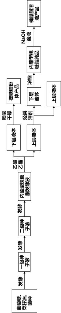 使用假絲酵母菌制備槐糖脂的方法與流程