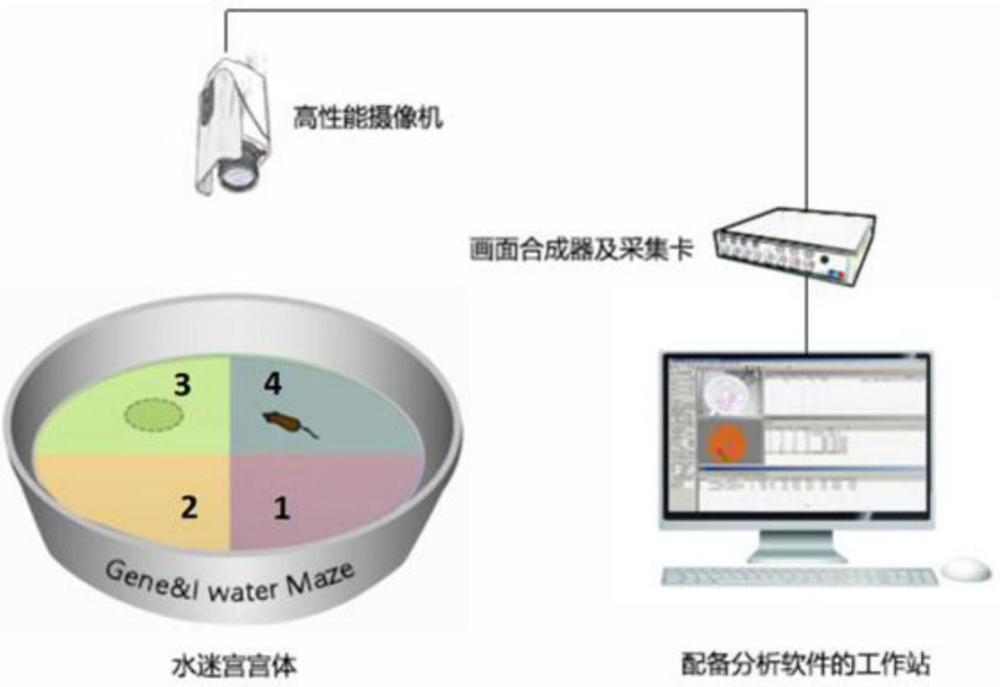 一種預防、治療神經退行性疾病的聯用藥物及其應用的制作方法