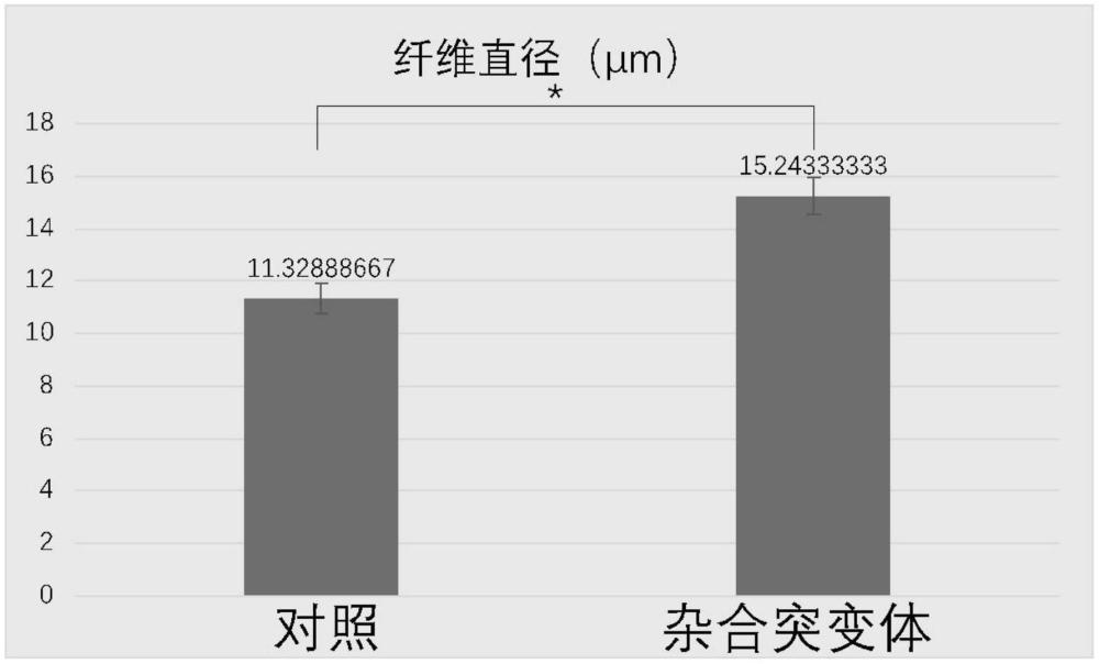 靶向家蠶絲膠1基因的gRNA、粗蠶絲制備方法與應用與流程