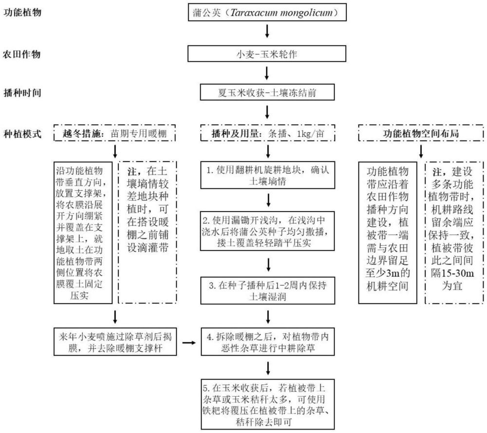 一種在小麥-玉米輪作體系功能植物帶的種植模式