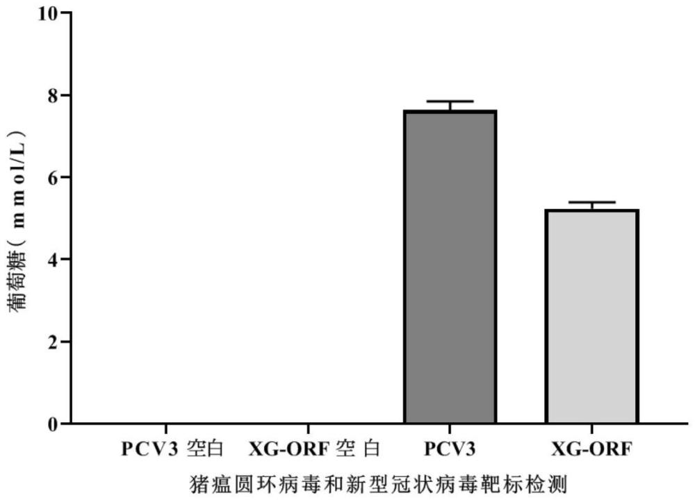 一種疊氮基修飾的Suc2重組蛋白及其編碼基因和應用