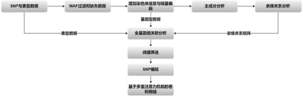 基于機器學習的耐鹽大豆全基因組選擇方法、系統及應用