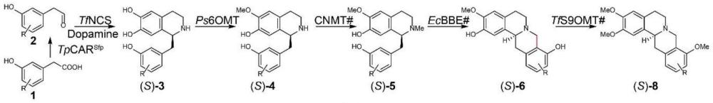 一種合成Rotundine及其衍生物的方法及全細胞催化體系的構建