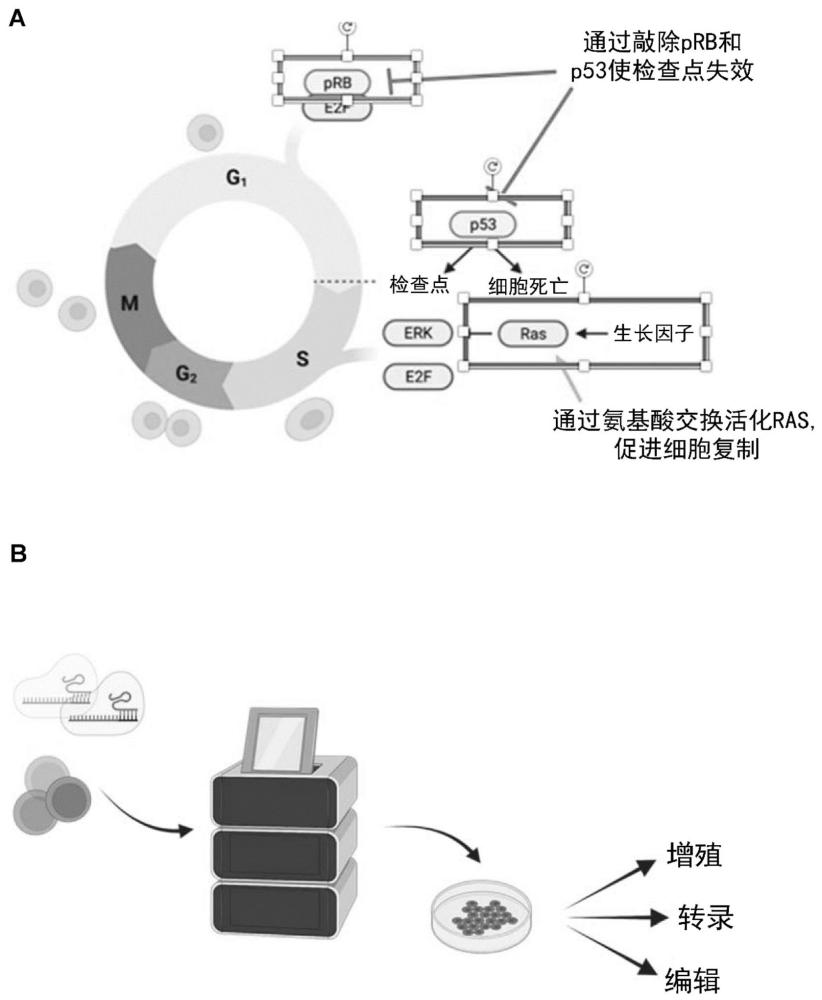 基因修飾的細胞的制作方法
