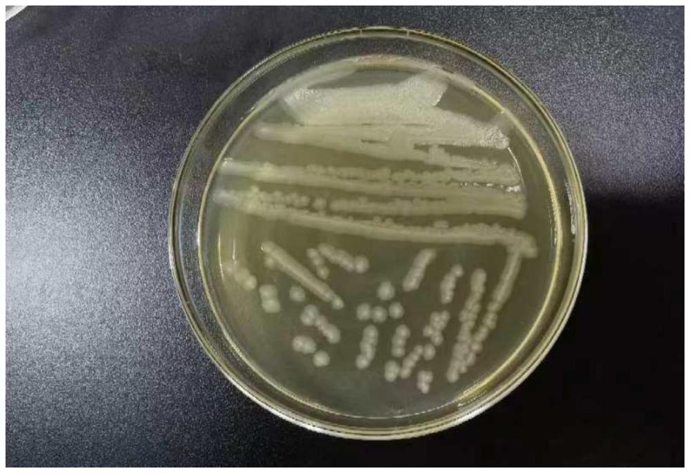 一株具有減脂、減重功能的凝結魏茨曼氏菌的制作方法