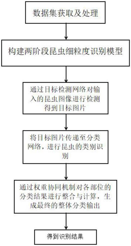 一種基于關鍵部位協同定位的兩階段昆蟲細粒度識別方法