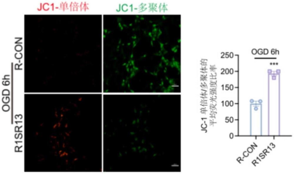 一種RNAaptamer R1SR13在制備治療急性腦血管疾病藥物中的應(yīng)用
