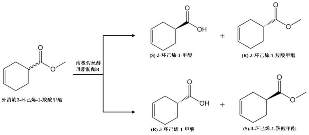 一種脂肪酶突變體、編碼基因、載體及應(yīng)用