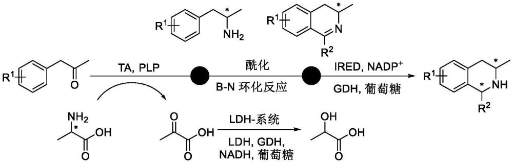 亞胺還原酶突變體及其在合成手性1，3-二取代四氫異喹啉中的應(yīng)用