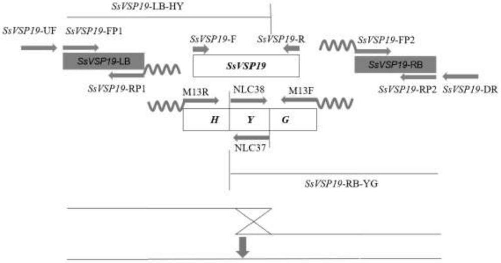 一種與致病力相關(guān)的核盤菌基因SsVSP19及應(yīng)用
