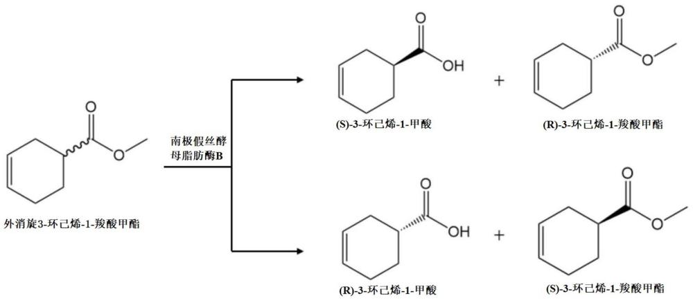 一種脂肪酶突變體、編碼基因及應(yīng)用