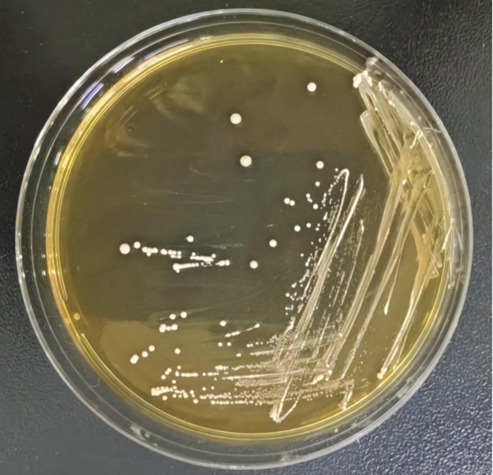 一種降酸和高級醇的鼠李糖乳酪桿菌與地衣芽孢桿菌復合菌劑、鼠李糖乳酪桿菌及白酒中的應用