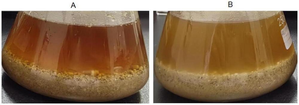 旱藕粉及其制備方法和應用