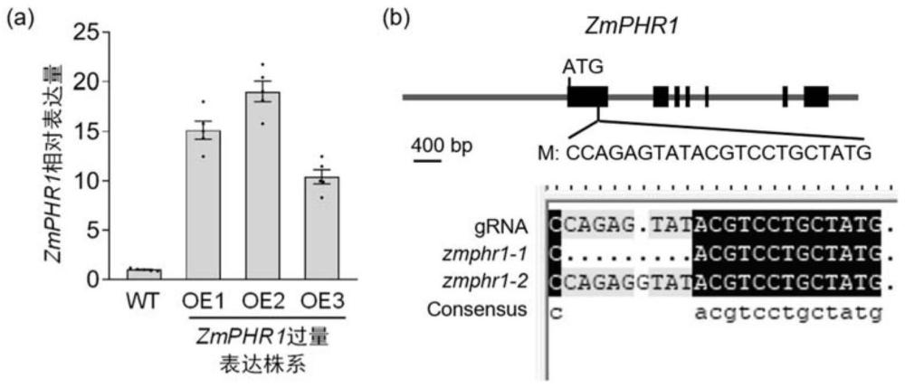 ZmPHR1蛋白及其編碼基因在調(diào)控植物抗旱性中的應(yīng)用