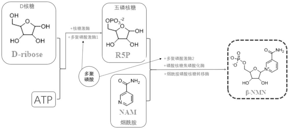一種制備NMN的方法與流程