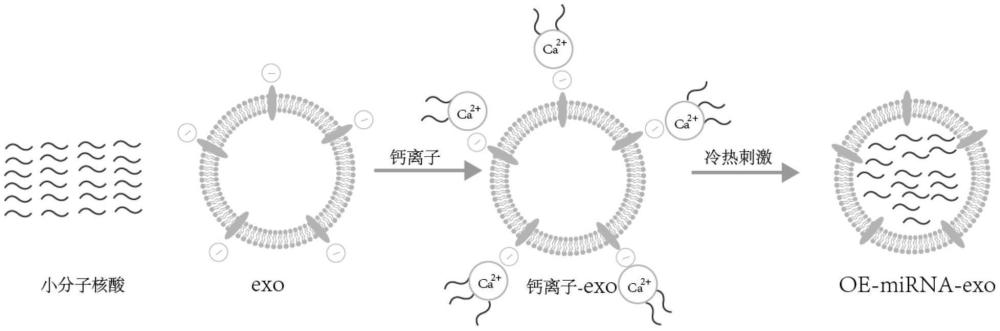 一種基于磷酸鈣介導的外泌體藥物遞送系統及制備方法與流程