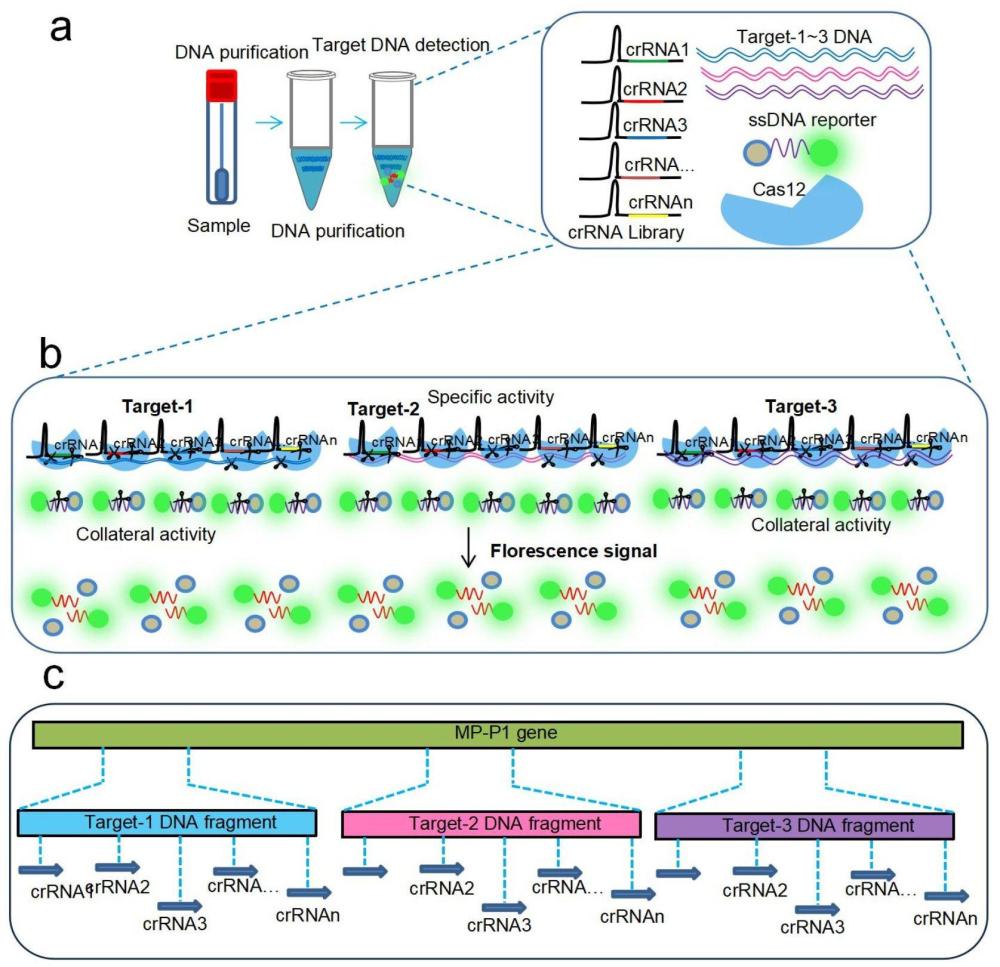 一種非擴增CRISPR/Cas12a肺炎支原體核酸檢測盒及檢測方法