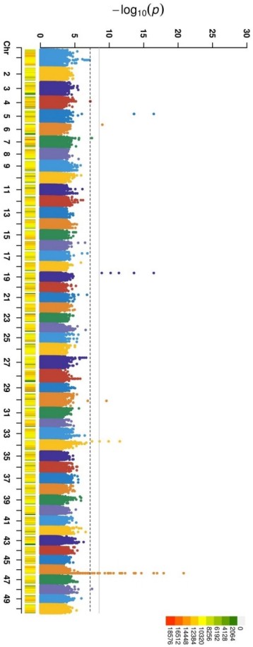 一種覆蓋黑脊倒刺鲃雄性7個InDel位點的遺傳性別特異性分子標記及其應用