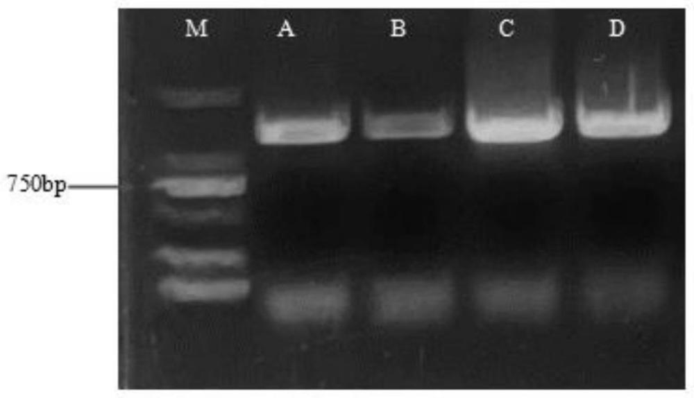 一種ACO3 mRNA分子在蘋果屬植物種子到果肉間傳遞的鑒定方法
