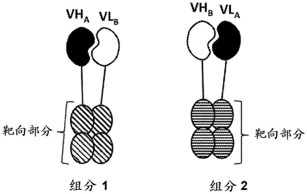 雙免疫細(xì)胞銜接物的制作方法